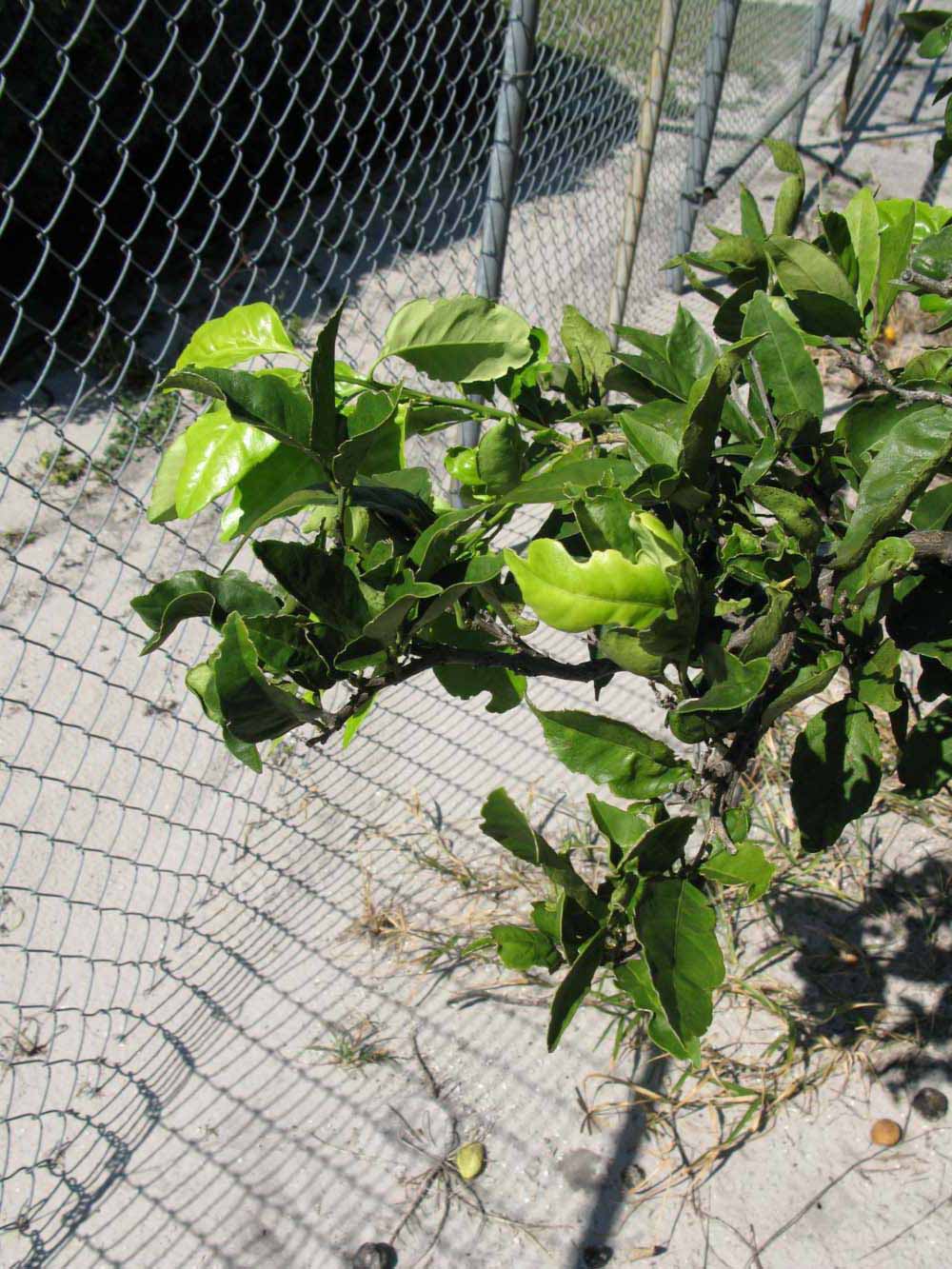              Sun leaves (Winter Haven, FL)       